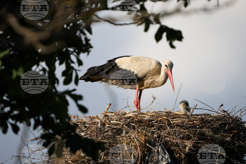 С над 80 на сто е спаднала смъртността на птици край Бургас след обезопасяване на електропроводи, сочи доклад