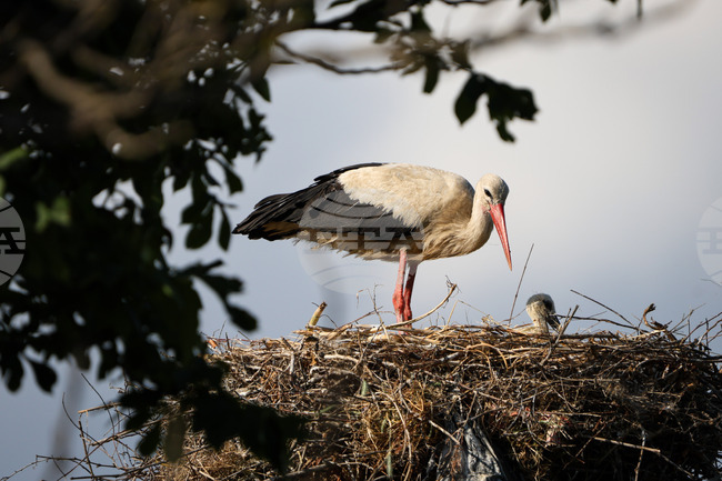С над 80 на сто е спаднала смъртността на птици край Бургас след обезопасяване на електропроводи, сочи доклад