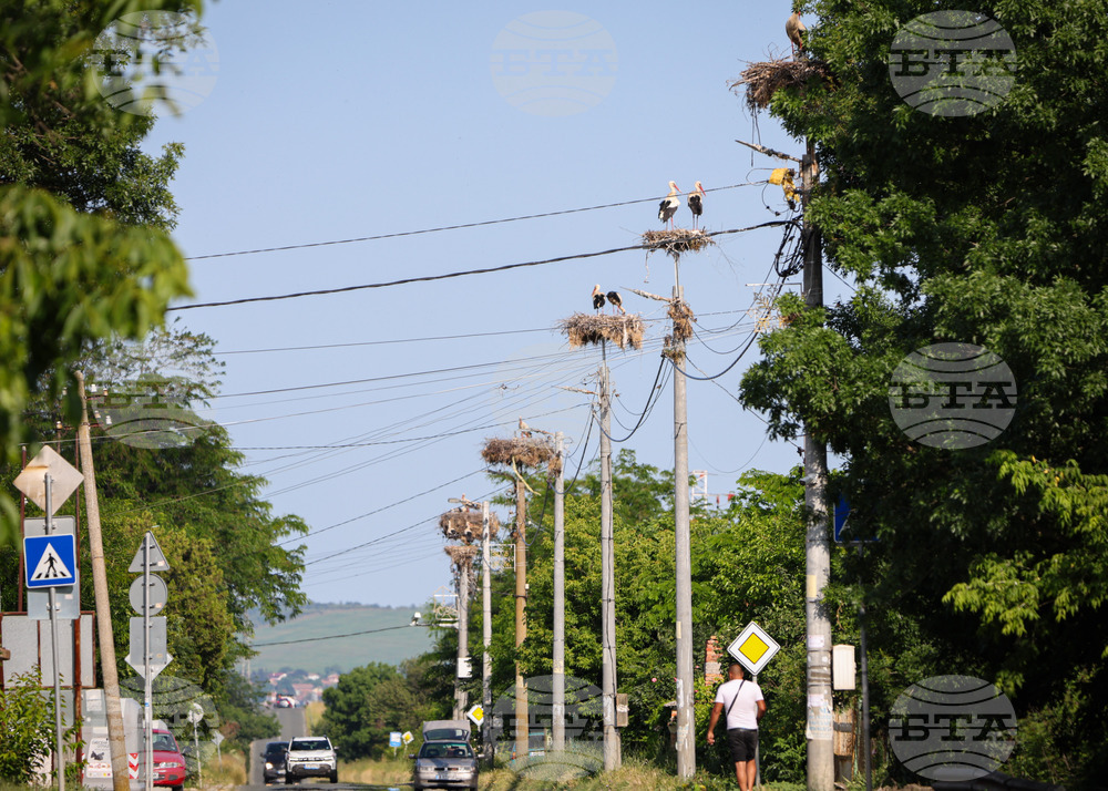 До 15 юли продължава броенето на щъркели в цялата страна