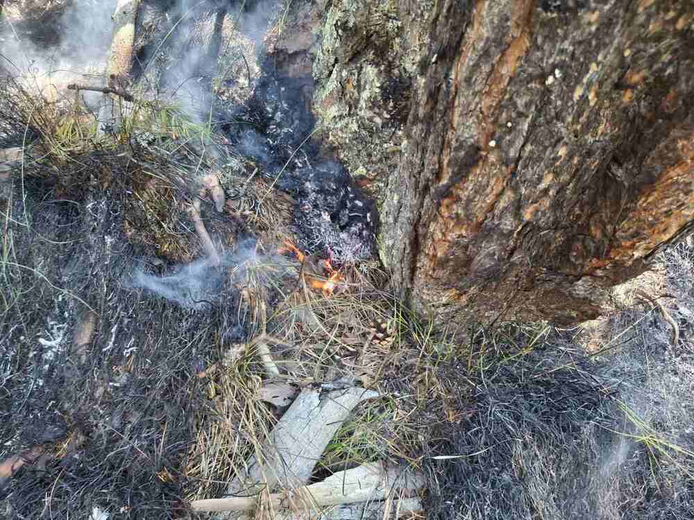 Овладян е пожарът, възникнал в местността Каменица в Природен парк „Рилски манастир“