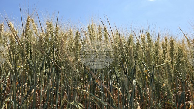 Grain Association Braces for National Protests, Demands Resignations of Agriculture Ministry Leadership 