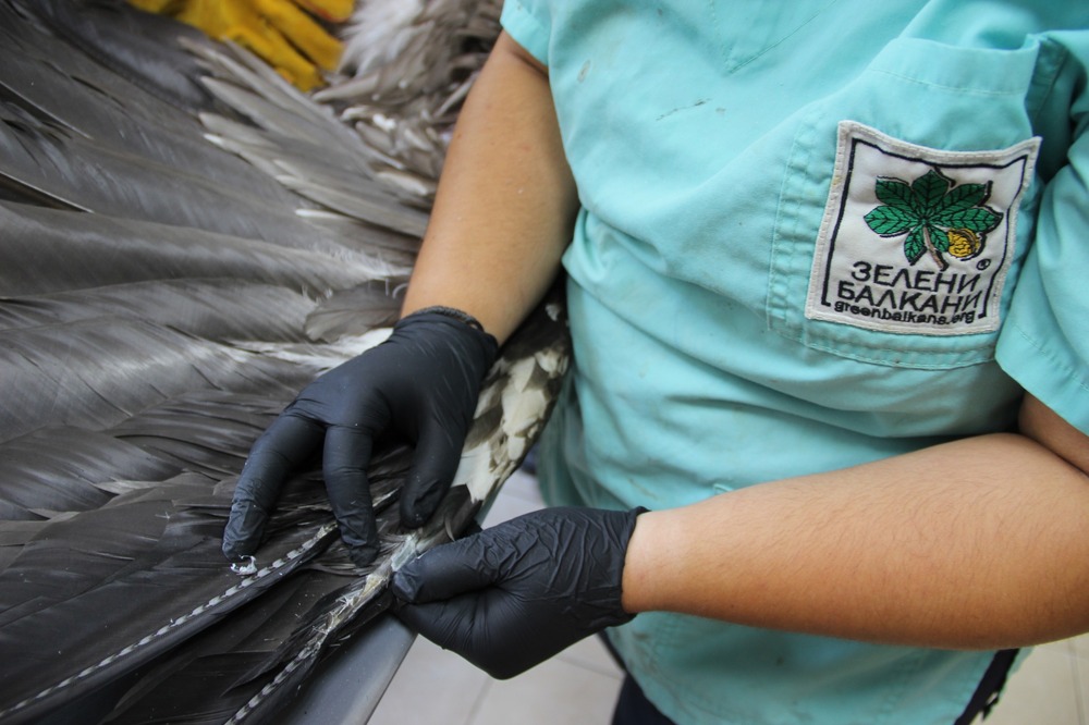 Брадатият лешояд Балкан, пуснат на свобода край Сливен, е приет в Спасителния център