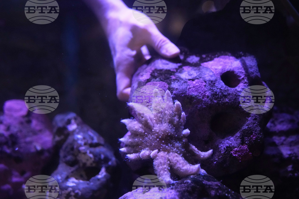 Sunflower Sea Stars