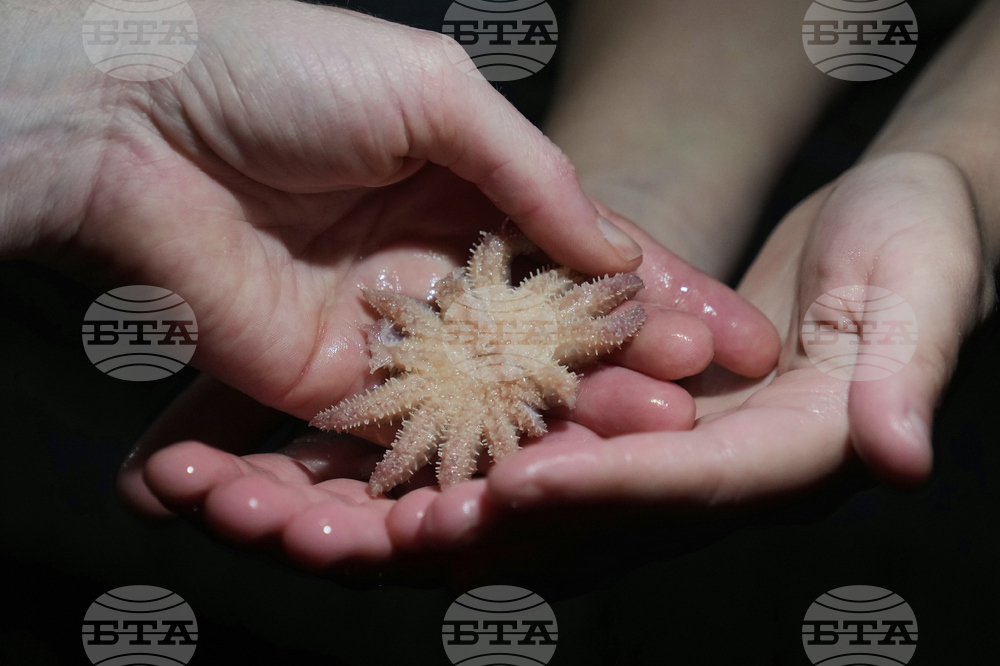 Sunflower Sea Stars