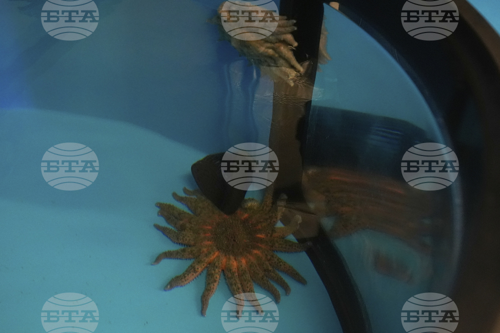 Sunflower Sea Stars