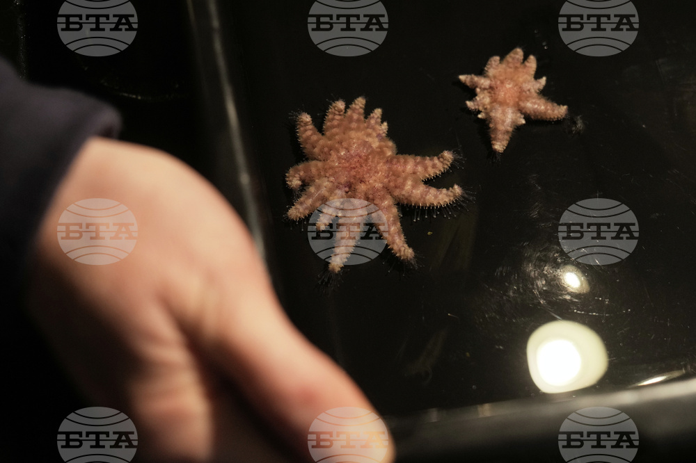 Sunflower Sea Stars