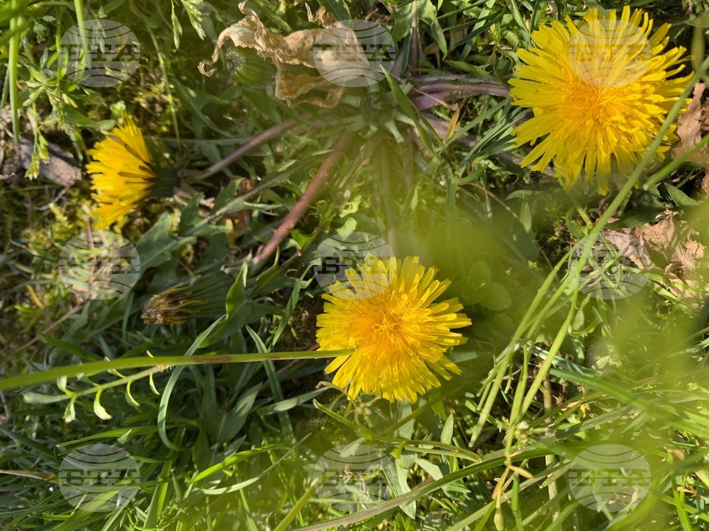 Gardening-What Weeds Tell Us