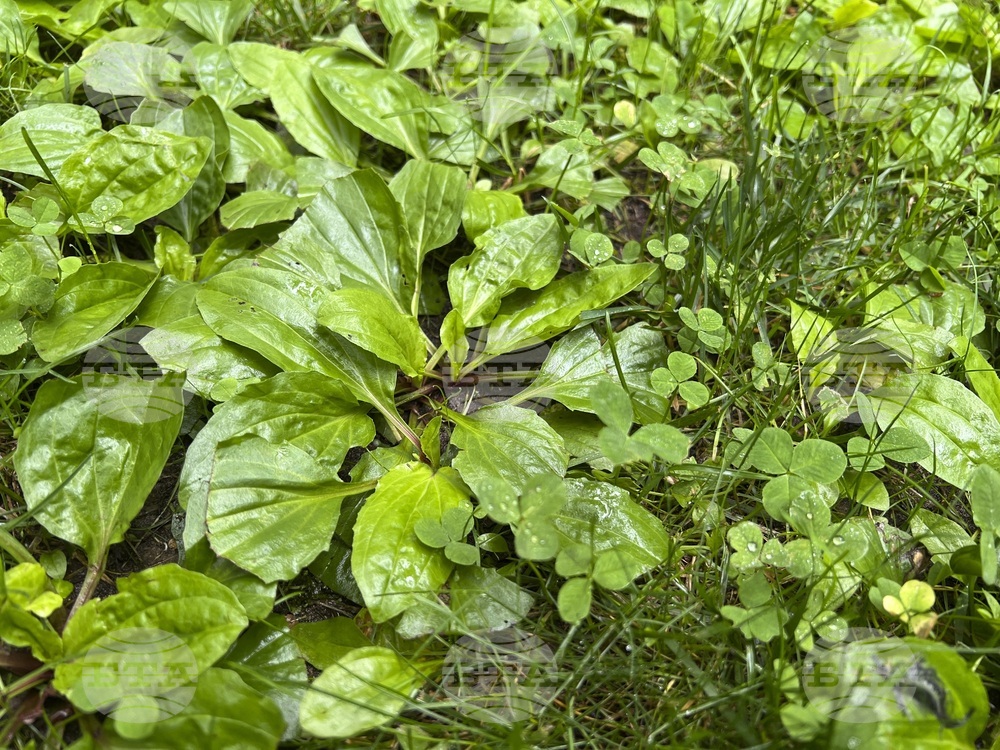 Gardening-What Weeds Tell Us