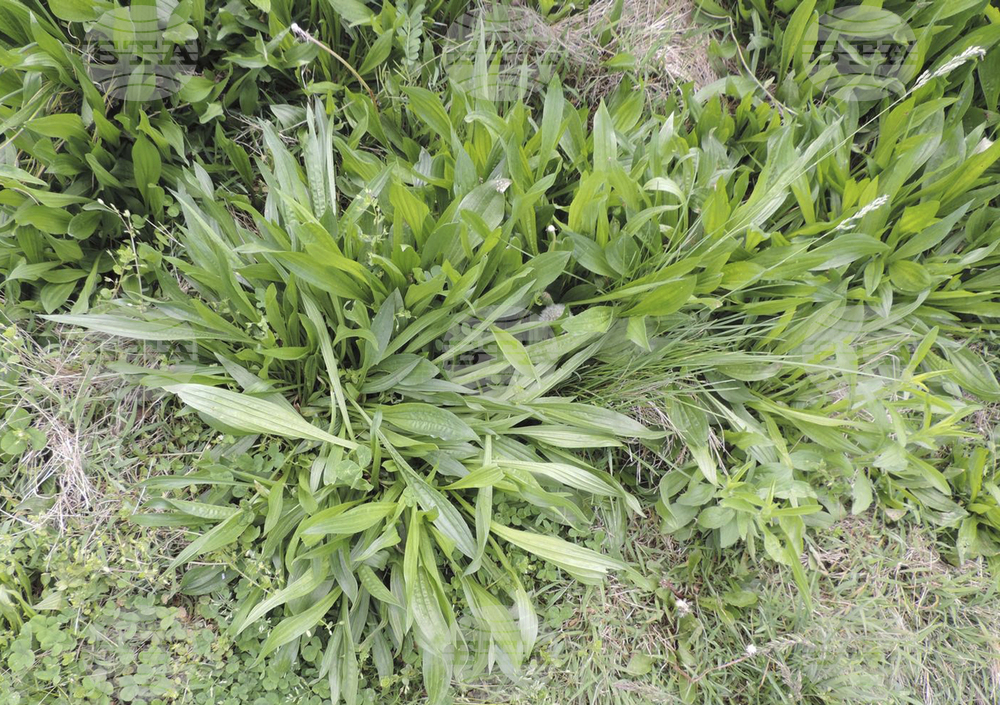 Gardening-What Weeds Tell Us