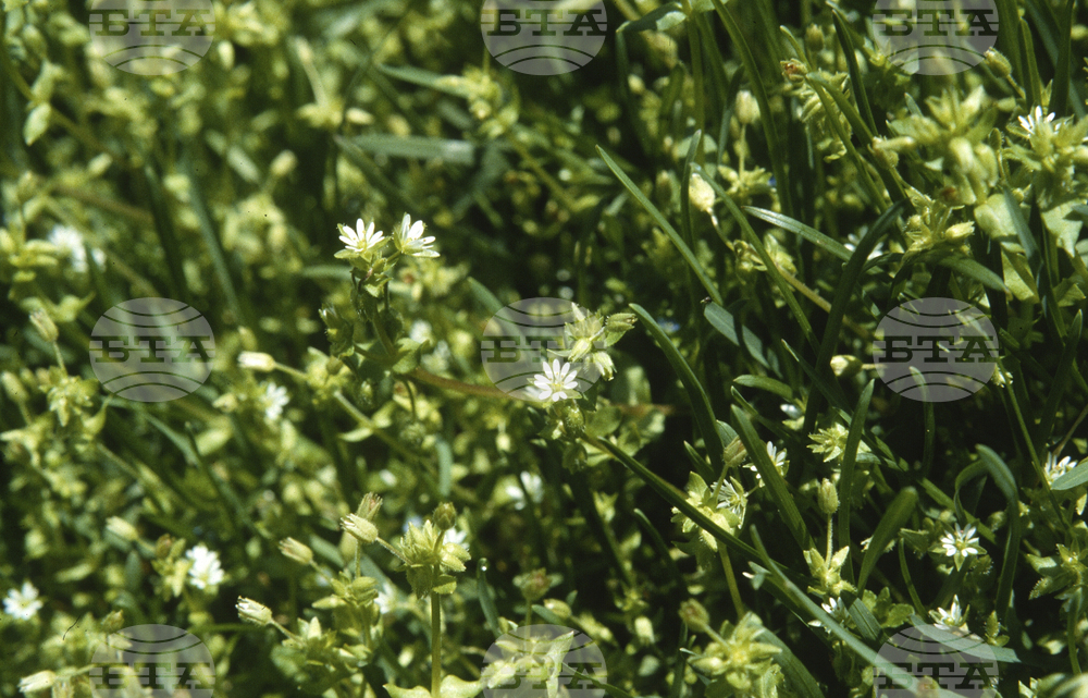 Gardening-What Weeds Tell Us