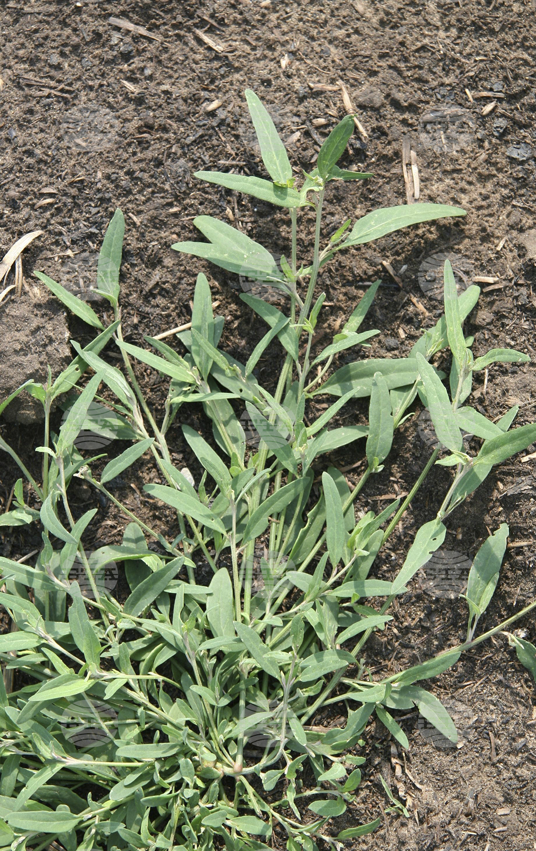 Gardening-What Weeds Tell Us