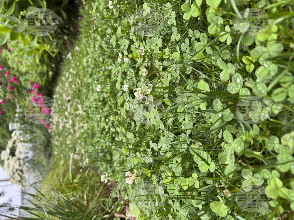 Gardening-What Weeds Tell Us