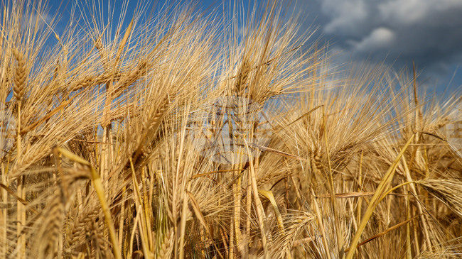 Няма чувствителни промени в световните цени на основните борсови стоки, отчитат експертите на Софийската стокова борса