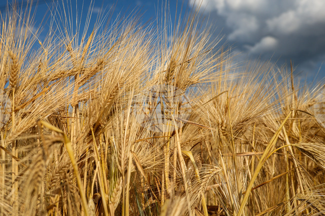 В област Добрич прибират ечемик при среден добив 679,1 кг/дка