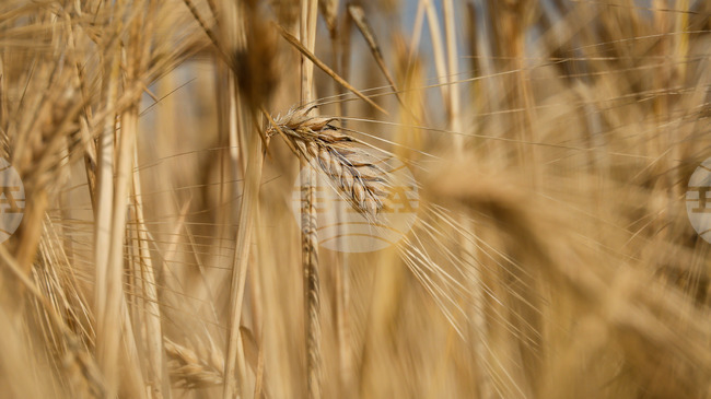 Световното производство на зърнени култури ще премине за първи път прага от 3 милиарда тона през 2025 г., съобщи ФАО