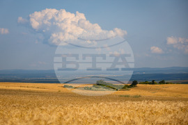 Село Трояново - земеделие - житни култури