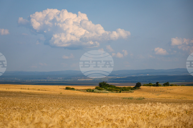 Село Трояново - земеделие - житни култури
