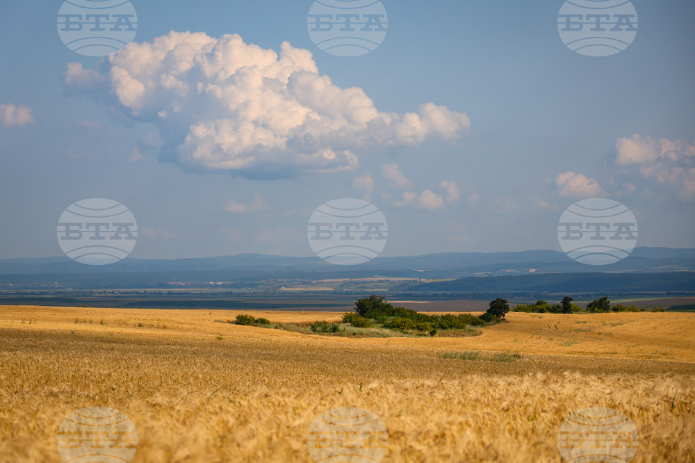 Село Трояново - земеделие - житни култури