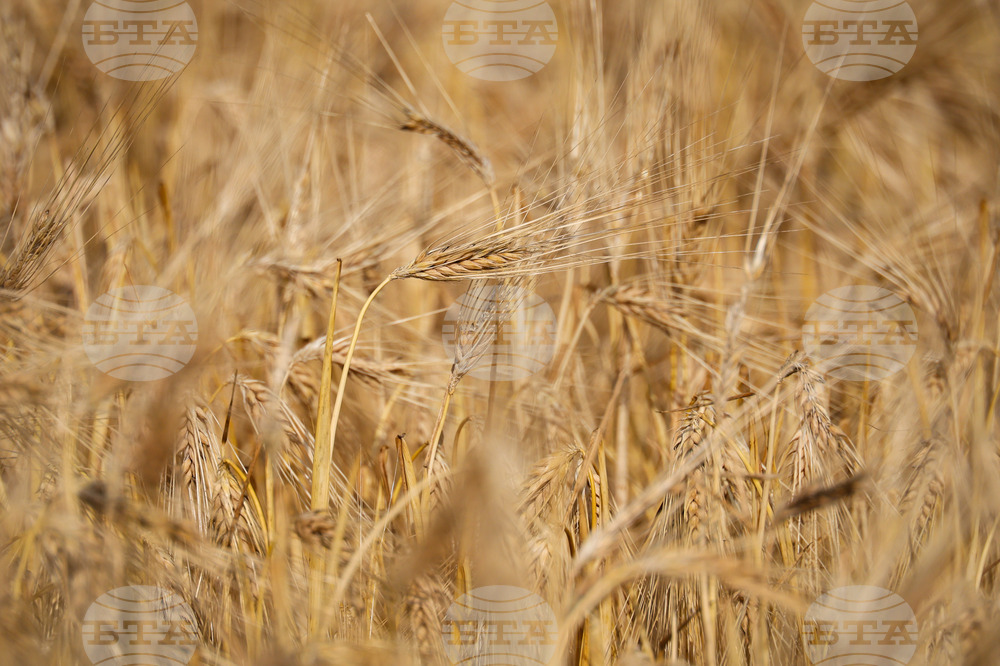 Селскостопанското производство на Турция за миналата година е било рекордно, съобщи министърът на земеделието