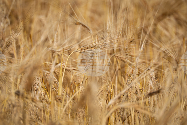 Селскостопанското производство на Турция за миналата година е било рекордно, съобщи министърът на земеделието