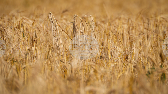 Цената на пшеницата в Европа остава стабилна, в САЩ се покачва през седмицата, отчитат от Софийската стокова борса 