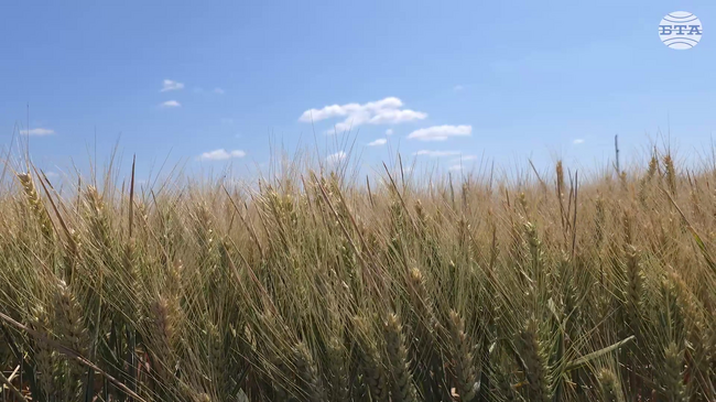Видинският съюз на зърнопроизводителите беше домакин на официалното откриване на Жътвена кампания 2025 г. в землището на "Агро - Цар Петрово"