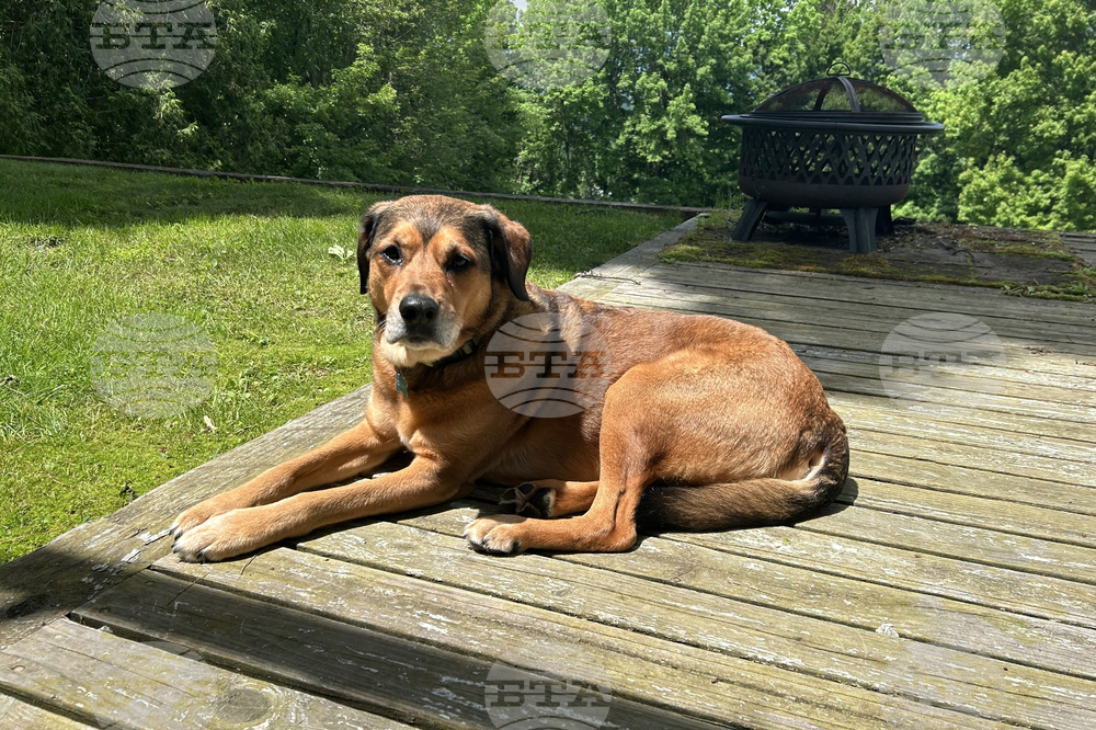 Be Well - Anxious Pets