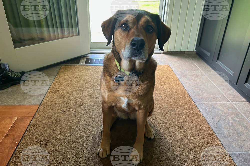 Be Well - Anxious Pets