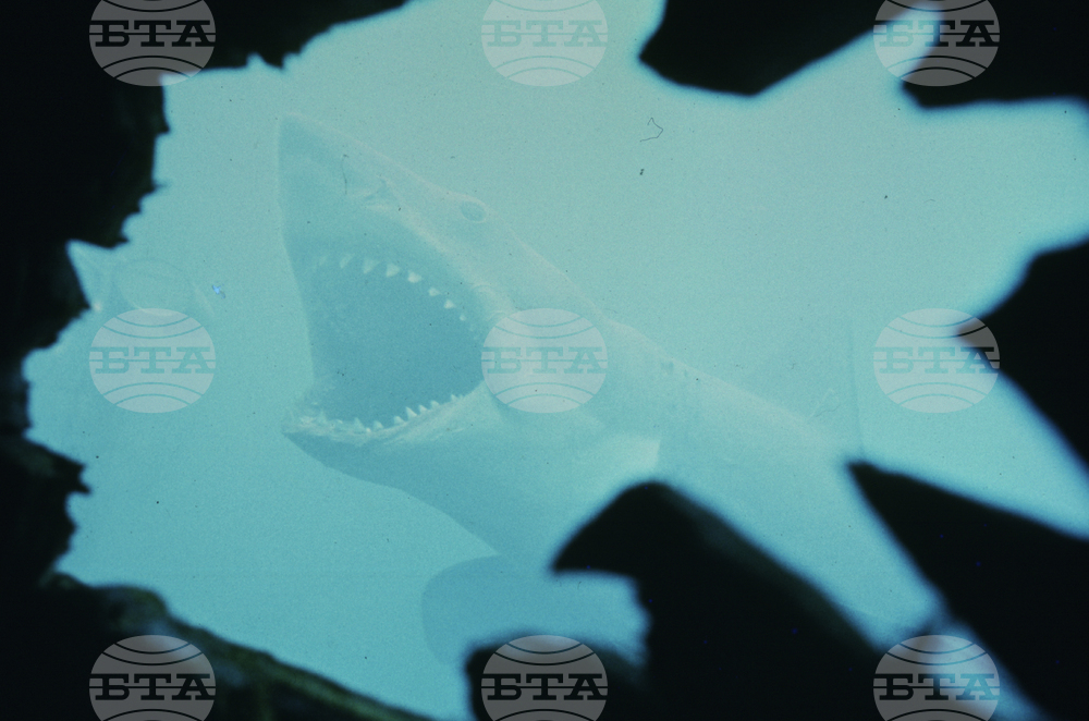 Film - Jaws at 50