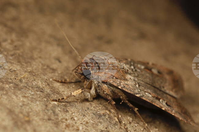 Учени ще изследват живота на 10 000 пеперуди с помощта на лепило за мигли
