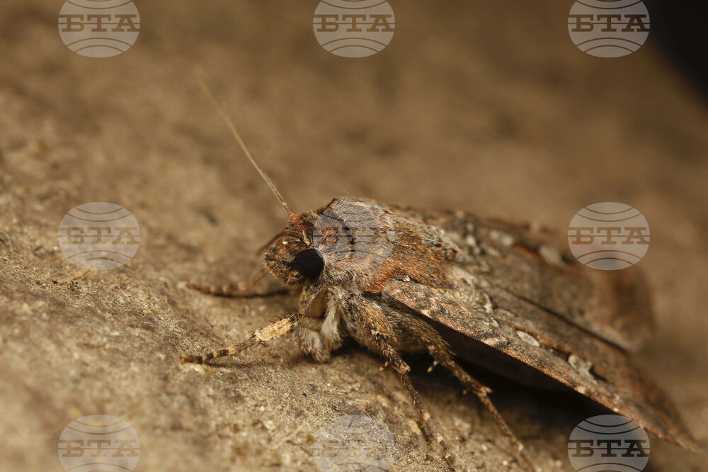 Moth Navigation