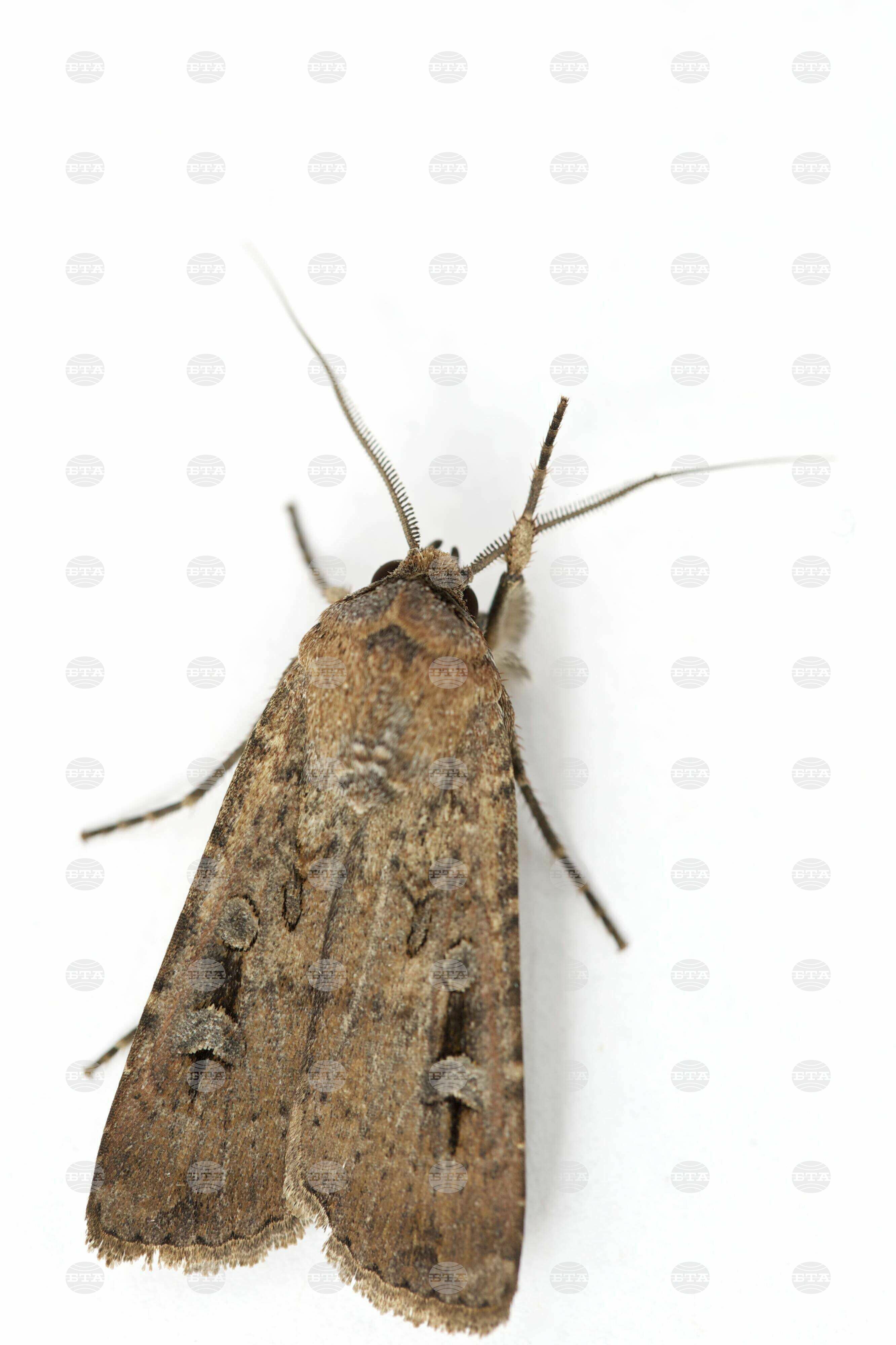 Moth Navigation