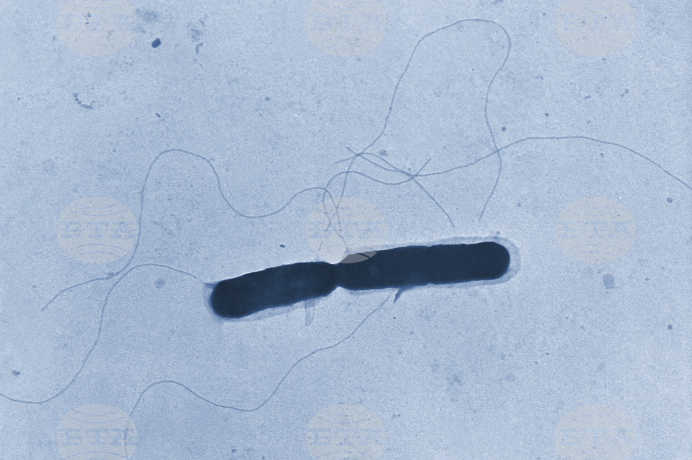 Listeria Bacterium