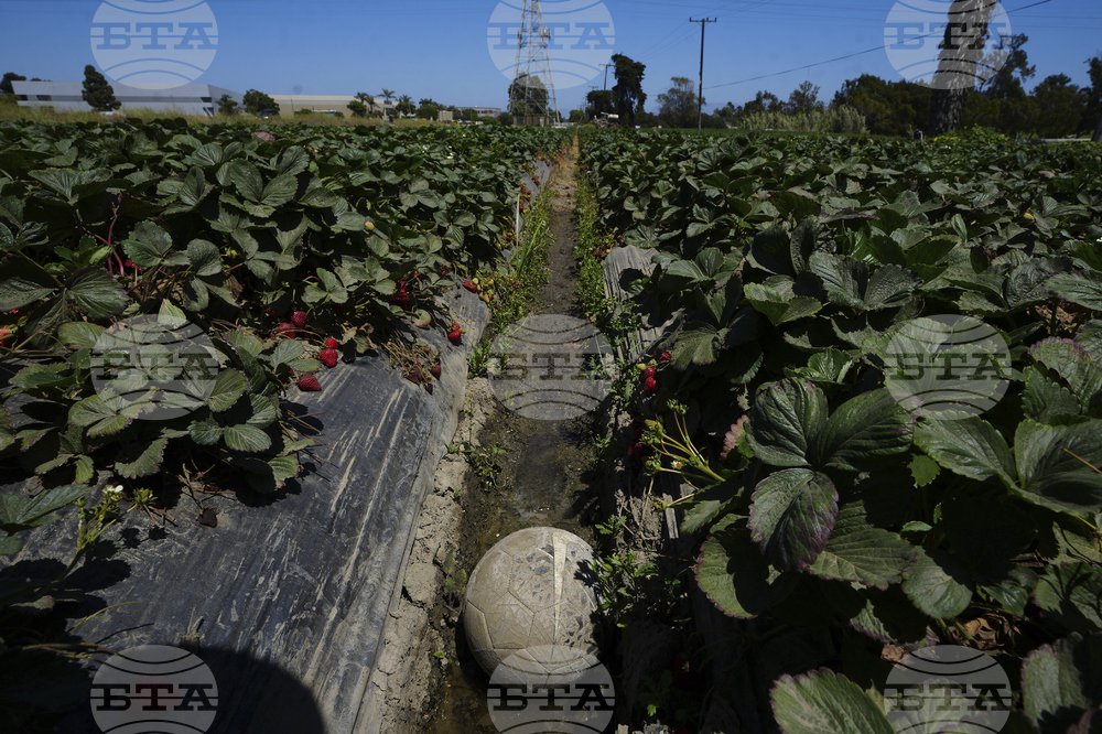Immigration California Farms