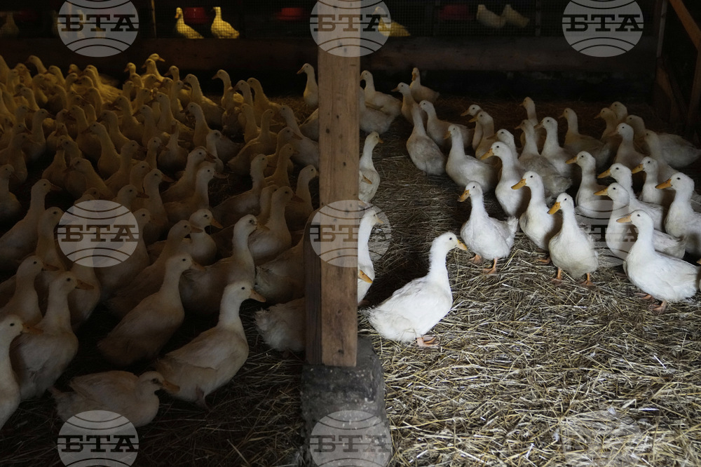 US Bird Flu-Duck Farm