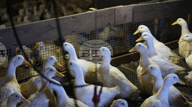 В Германия случаите на птичи грип продължават да се увеличават, предупреди институт по ветеринарна медицина