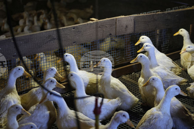 В Германия случаите на птичи грип продължават да се увеличават, предупреди институт по ветеринарна медицина