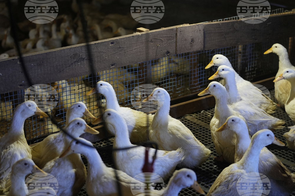 US Bird Flu-Duck Farm