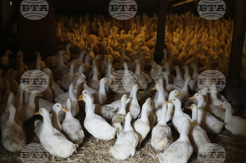 US Bird Flu-Duck Farm