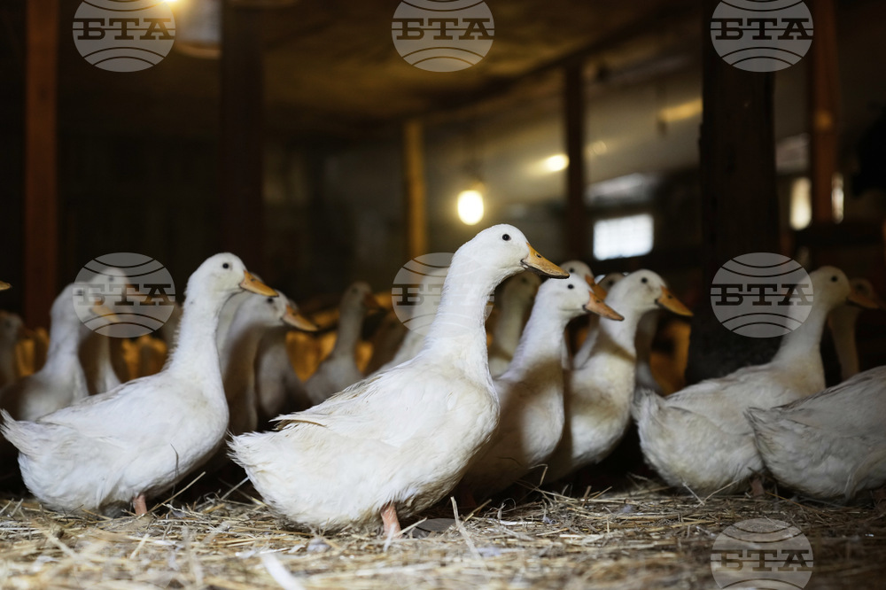 US Bird Flu-Duck Farm