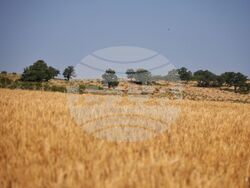 Село Поляново - жътвена кампания - откриване