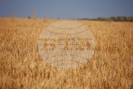 Село Поляново - жътвена кампания - откриване