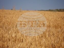 Село Поляново - жътвена кампания - откриване