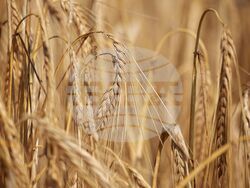 Село Поляново - жътвена кампания - откриване