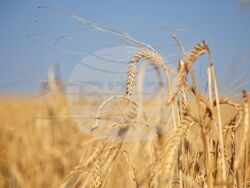 Село Поляново - жътвена кампания - откриване