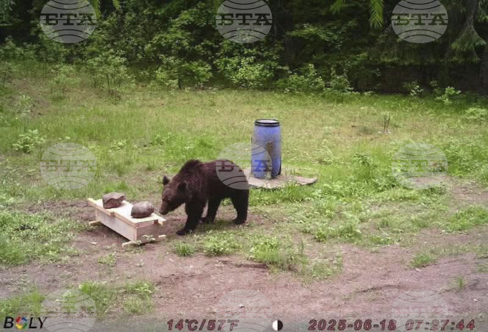 Lithuania Bear