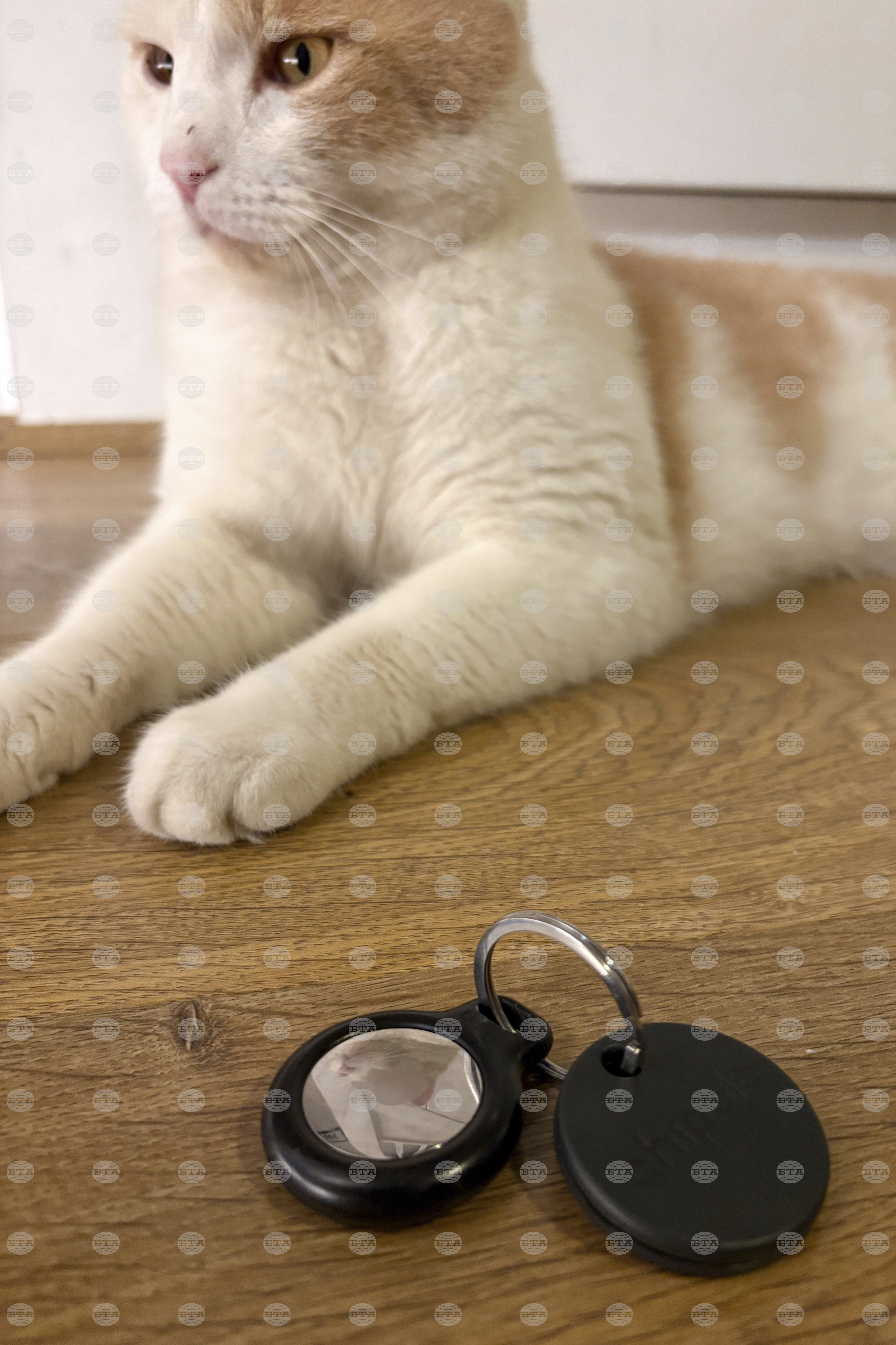 One Tech Tip Tracking Your Pet