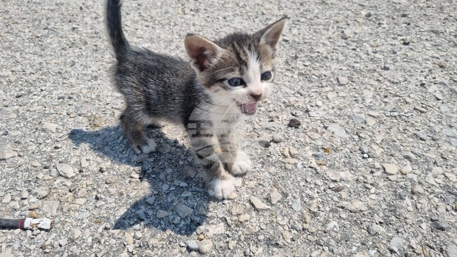 Почти 400 безстопанствени котки и кучета са кастрирани в кампаниите на Община Казанлък за изминалата година