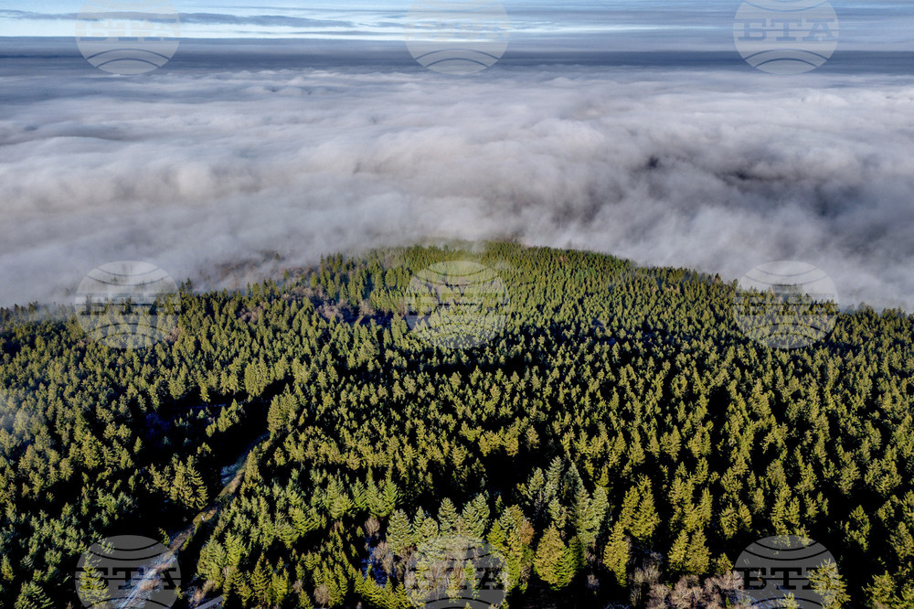 Climate Doomed Tree Planting