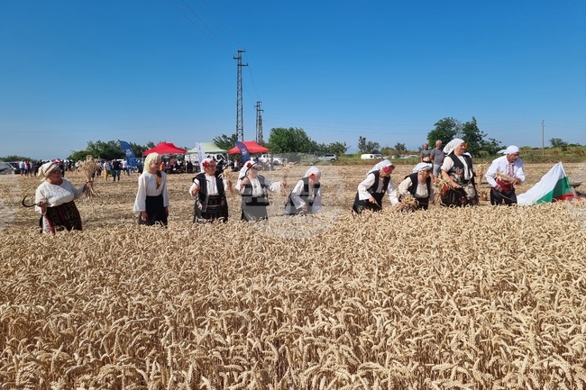 Жътвата в област Монтана беше открита с ритуал край Вълчедръм